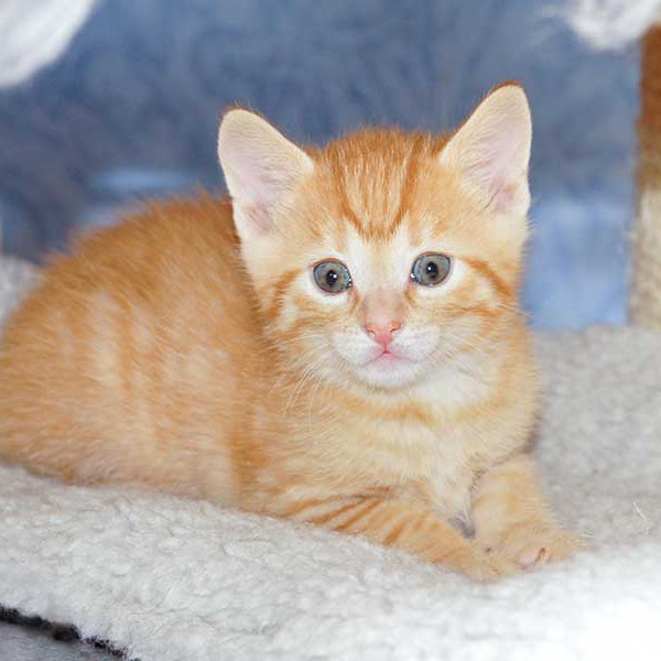 Kater-Baby Morgan bzw. Spencer im Alter von 5 Wochen Kater-Baby Morgan bzw. Spencer im Alter von 5 Wochen / © 2014 Arche KaNaum (DN)