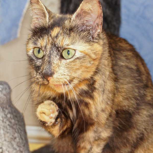 Kätzin Schnute Kätzin Schnute / © 2014 Arche KaNaum (DN)