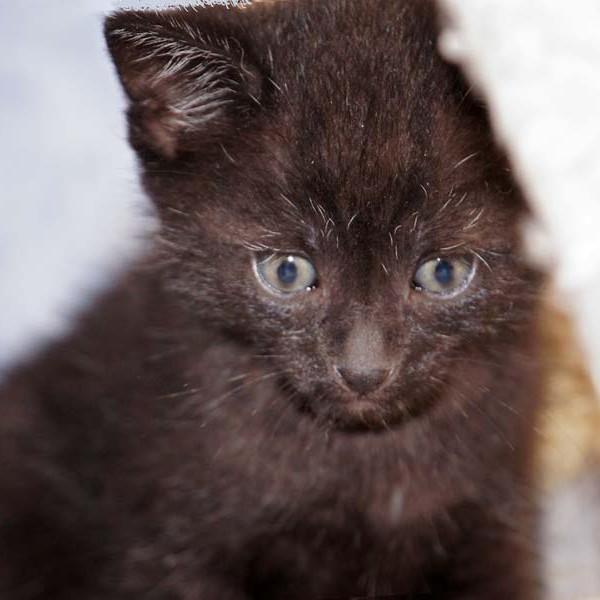 Kater-Baby Sir Odin im Alter von 5 Wochen Kater-Baby Sir Odin im Alter von 5 Wochen / © 2014 Arche KaNaum (DN)