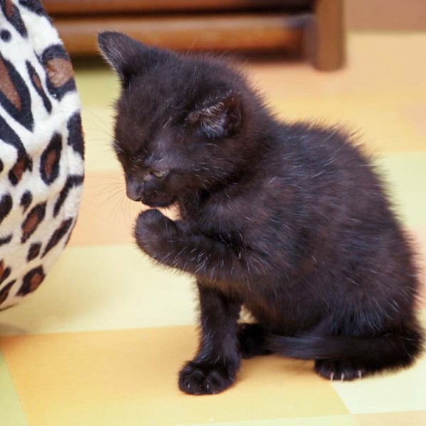 Kater-Baby Sir Odin im Alter von 5 Wochen Kater-Baby Sir Odin im Alter von 5 Wochen / © 2014 Arche KaNaum (DN)