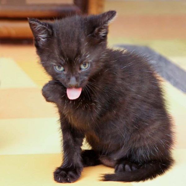 Kater-Baby Sir Odin im Alter von 5 Wochen Kater-Baby Sir Odin im Alter von 5 Wochen / © 2014 Arche KaNaum (DN)