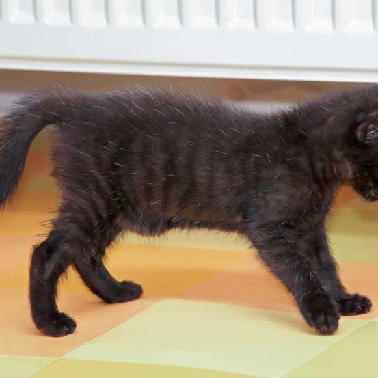 Kater-Baby Sir Odin im Alter von 5 Wochen Kater-Baby Sir Odin im Alter von 5 Wochen / © 2014 Arche KaNaum (DN)
