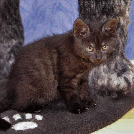 Kater Eddi im Alter von etwa 9 Wochen / © 2014 Arche KaNaum (DN)