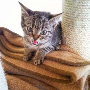 Rettungsaktion für 6 Wildlinge - Chucky, die Kleinste und gemeinste ... / © 2014 Arche KaNaum (LD)