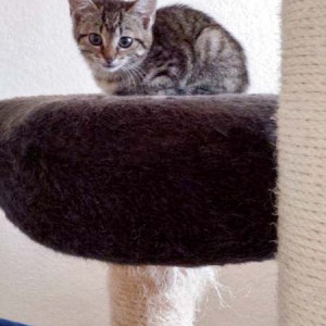 Rettungsaktion für 6 Wildlinge - Laura / © 2014 Arche KaNaum (LD)