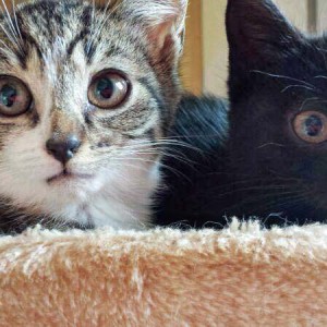 Rettungsaktion für 6 Wildlinge - Minka (l.) + Lucy / © 2014 Arche KaNaum (LD)