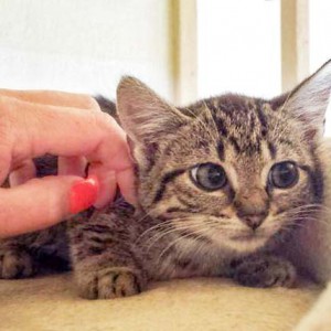 Rettungsaktion für 6 Wildlinge - Minu / © 2014 Arche KaNaum (LD)