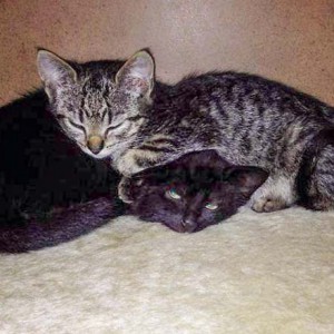 Rettungsaktion für 6 Wildlinge - Lukas (l.) + Chucky / © 2014 Arche KaNaum (LD)