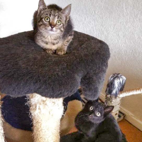 Rettungsaktion für 6 Wildlinge - Chucky (o.) + Lukas / © 2014 Arche KaNaum (LD)