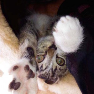 Rettungsaktion für 6 Wildlinge - Minka / © 2014 Arche KaNaum (LD)