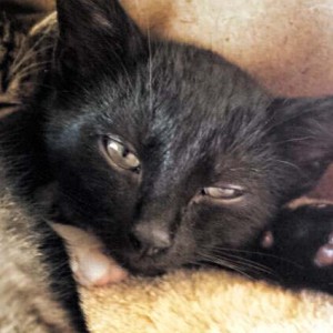 Rettungsaktion für 6 Wildlinge - Lucy / © 2014 Arche KaNaum (LD)