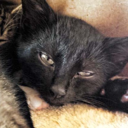 Rettungsaktion für 6 Wildlinge – Lucy Rettungsaktion für 6 Wildlinge - Lucy / © 2014 Arche KaNaum (LD)