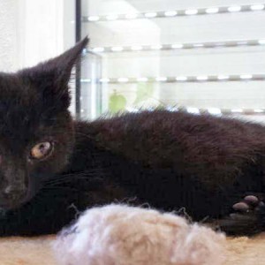 Rettungsaktion für 6 Wildlinge - Lucy / © 2014 Arche KaNaum (LD)