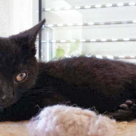 Rettungsaktion für 6 Wildlinge – Lucy Rettungsaktion für 6 Wildlinge - Lucy / © 2014 Arche KaNaum (LD)