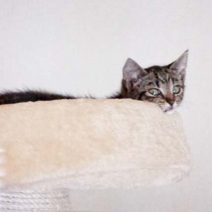 Rettungsaktion für 6 Wildlinge / © 2014 Arche KaNaum (LD)