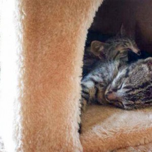 Rettungsaktion für 6 Wildlinge / © 2014 Arche KaNaum (LD)