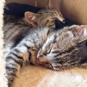 Rettungsaktion für 6 Wildlinge / © 2014 Arche KaNaum (LD)