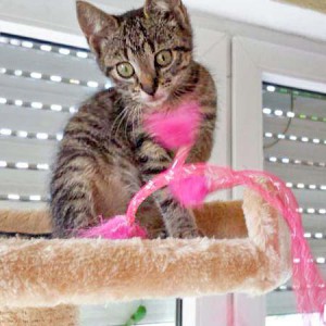 Rettungsaktion für 6 Wildlinge - Chucky / © 2014 Arche KaNaum (LD)