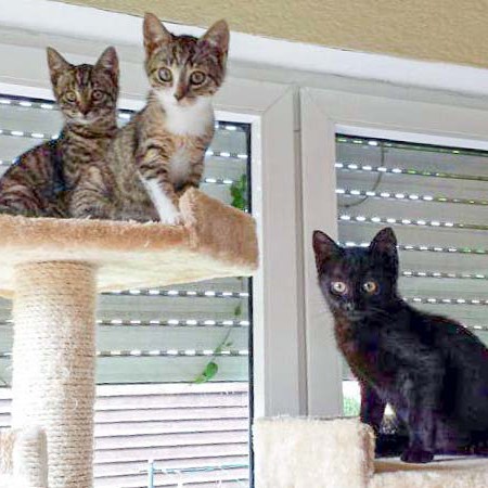 Rettungsaktion für 6 Wildlinge – Laura (l.), Minka (m.) + Lucy Rettungsaktion für 6 Wildlinge - Laura (l.), Minka (m.) + Lucy / © 2014 Arche KaNaum (LD)