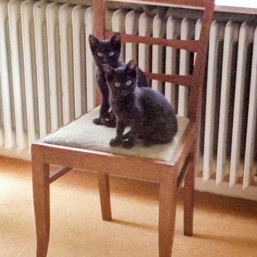 Rettungsaktion für 6 Wildlinge – Lucy + Lukas Rettungsaktion für 6 Wildlinge - Lucy + Lukas / © 2014 Arche KaNaum (LD)