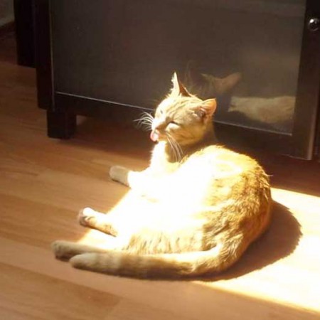 Kater Gorgo im neuen Zuhause / © 2014 Privat