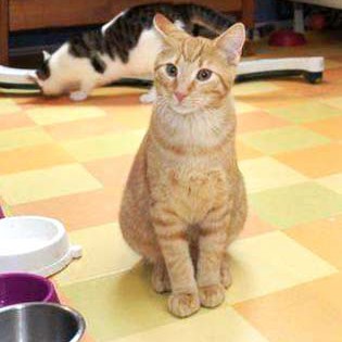 Kater Morgan Kater Morgan / © 2014 Arche KaNaum (DN)