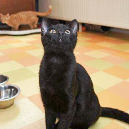 Kater Sir Odin Kater Sir Odin / © 2014 Arche KaNaum (DN)