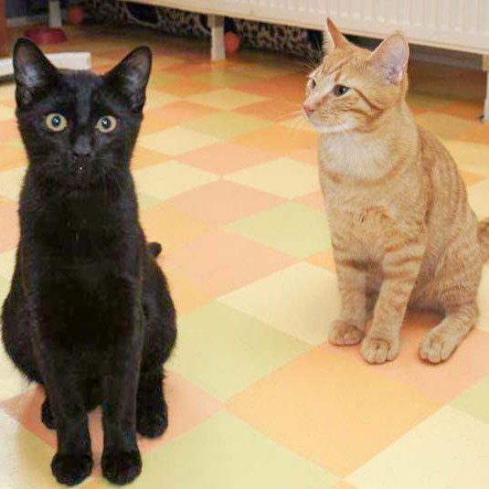 Kater Sir Odin (l.) mit Bruder Morgan Kater Sir Odin (l.) mit Bruder Morgan / © 2014 Arche KaNaum (DN)