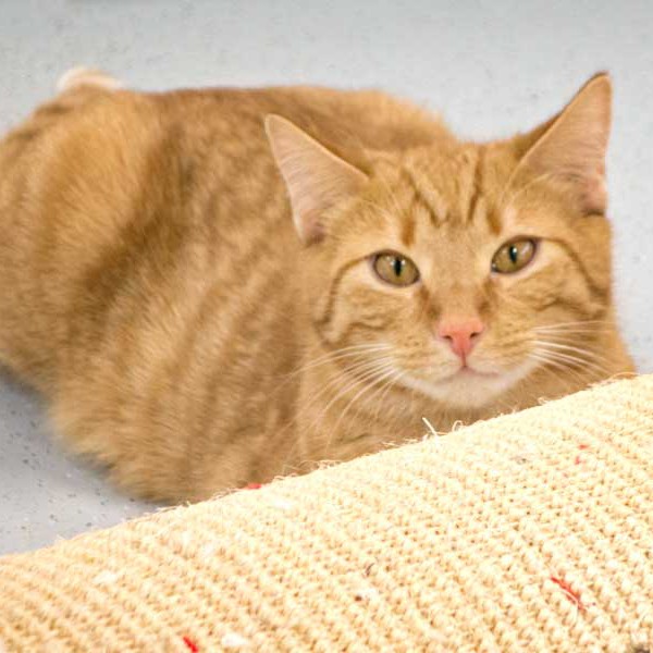 Kater Morgan Kater Morgan / © 2015 Arche KaNaum (NH)