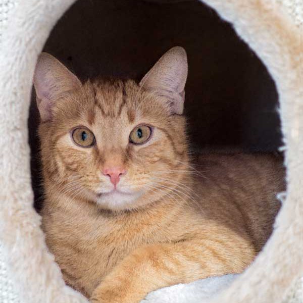 Kater Morgan Kater Morgan / © 2015 Arche KaNaum (NH)