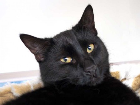 Kater Sir Odin / © 2015 Arche KaNaum (NH)