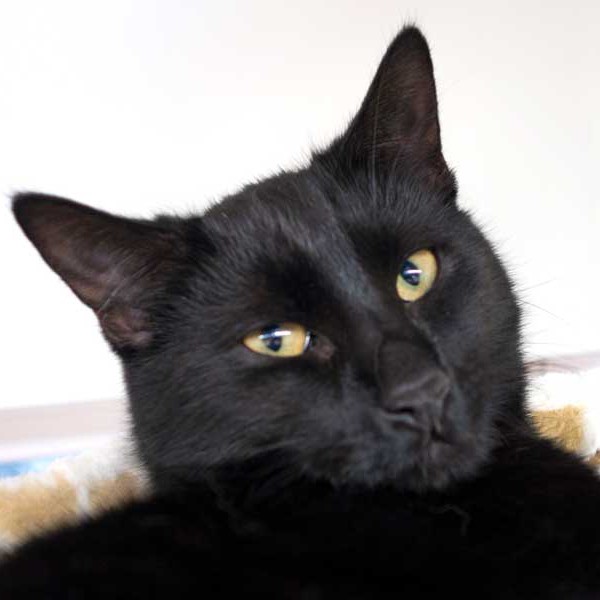 Kater Sir Odin Kater Sir Odin / © 2015 Arche KaNaum (NH)