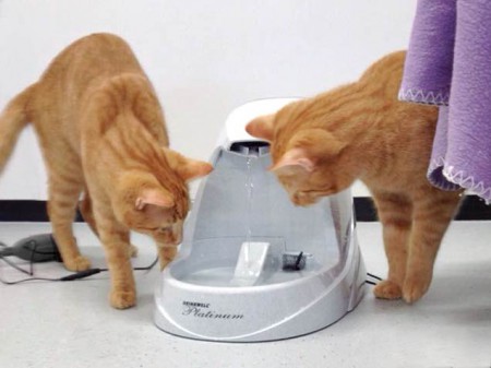 Kater Morgan und Spencer - und der Trinkbrunnen ... / © 2015 Arche KaNaum (DN)