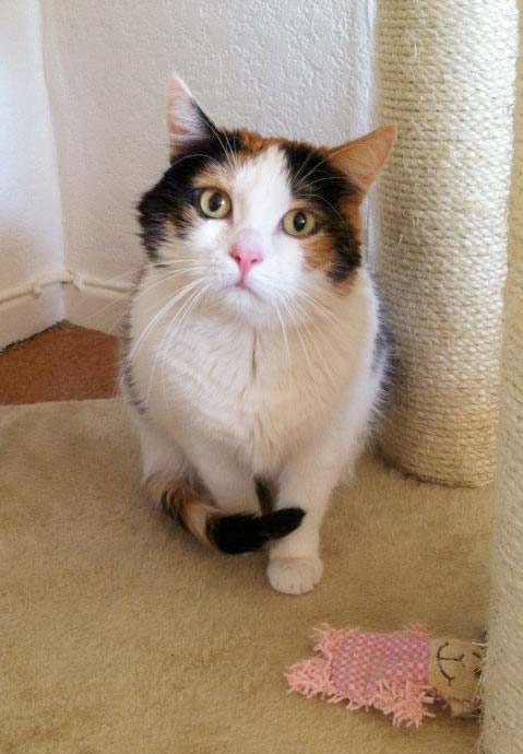 Kätzin Miss Marple / © 2014 Arche KaNaum (DN)