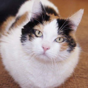 Kätzin Miss Marple Kätzin Miss Marple / © 2014 Arche KaNaum (DN)