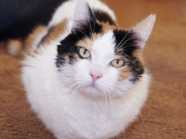 Kätzin Miss Marple / © 2014 Arche KaNaum (DN)