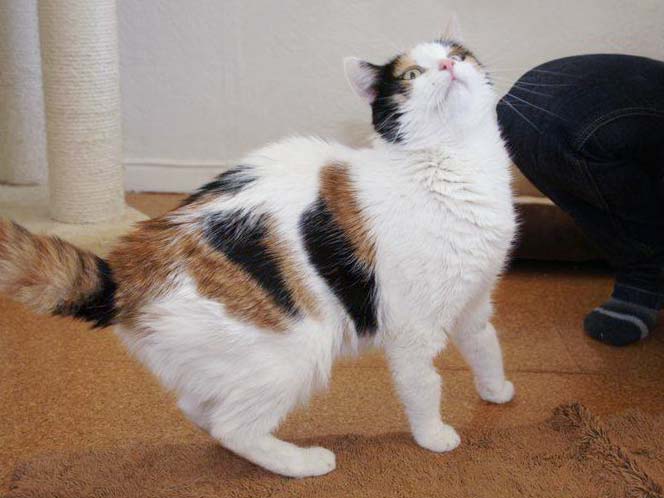 Kätzin Miss Marple / © 2014 Arche KaNaum (DN)