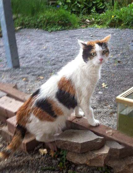 Kätzin Miss Marple / © 2014 Arche KaNaum (LD)