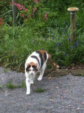 Kätzin Miss Marple / © 2014 Arche KaNaum (LD)