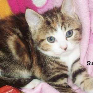 Kätzin Sunnie / © 2014 Privat