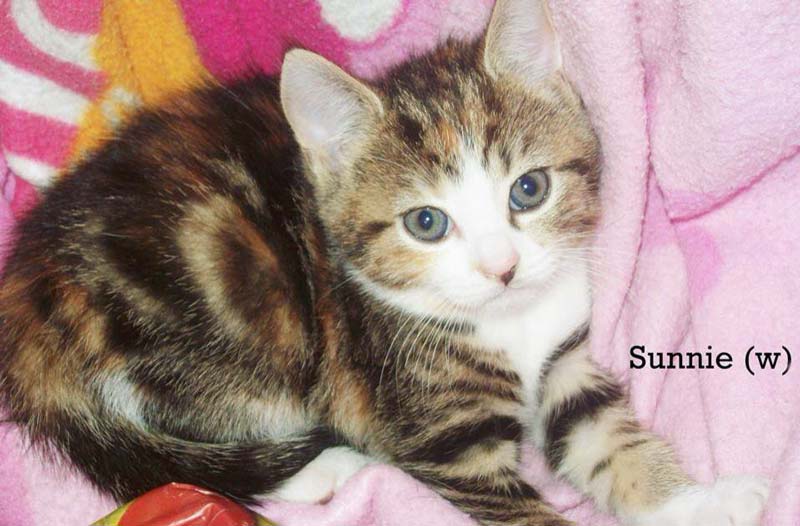 Kätzin Sunnie / © 2014 Privat