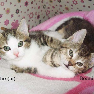 Kater Charlie und Kätzin Bonnie / © 2014 Privat