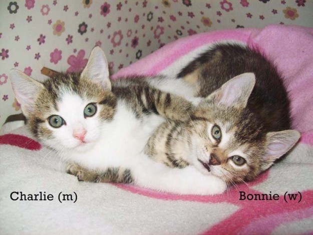 Kater Charlie und Kätzin Bonnie Kater Charlie und Kätzin Bonnie / © 2014 Privat