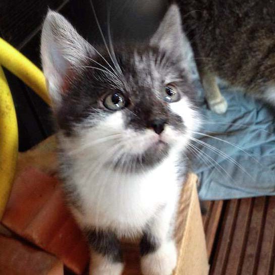 Kater Henry / © 2014 Arche KaNaum (DN)