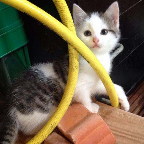 Kätzin Marie Kätzin Marie / © 2014 Arche KaNaum (DN)