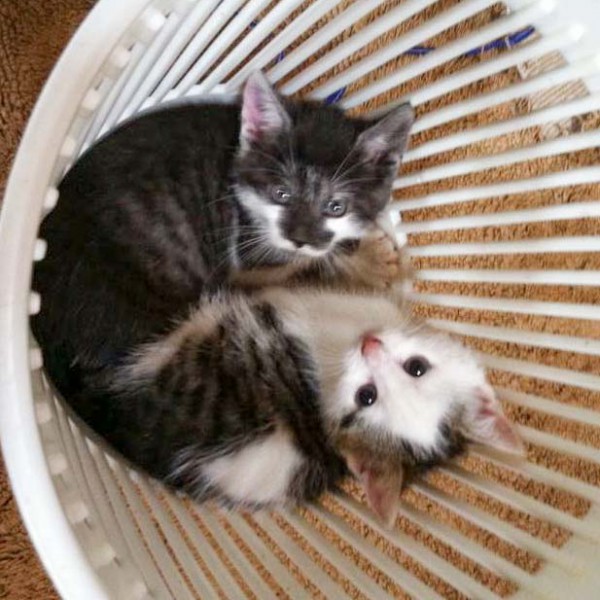 Kätzin Marie (u.) beim Kuscheln mit Bruder Henry Kätzin Marie (u.) beim Kuscheln mit Bruder Henry / © 2014 Arche KaNaum (DN)