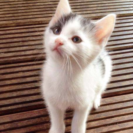 Kater Rudi / © 2014 Arche KaNaum (DN)