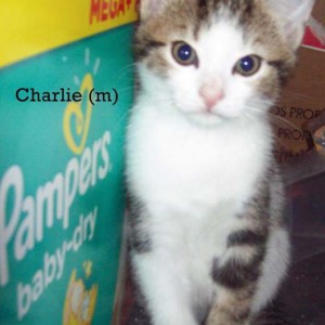 Kater Charlie / © 2014 Privat