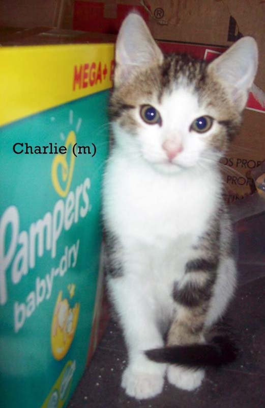 Kater Charlie / © 2014 Privat