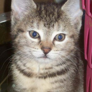 Kätzin Bonnie / © 2014 Privat